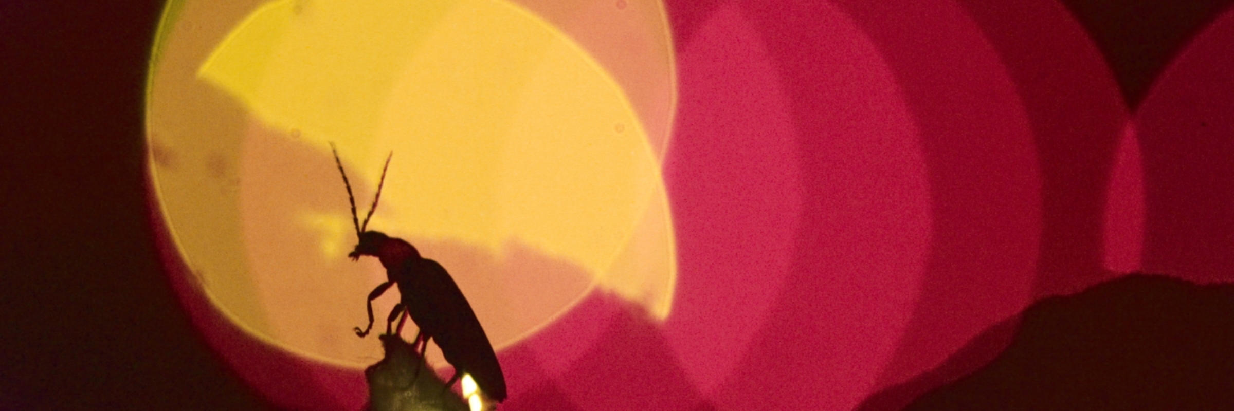 agenda image imagecaption